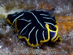 Tiger flatworm taken at Sharksbay on a night dive with E300. by Nikki Van Veelen 